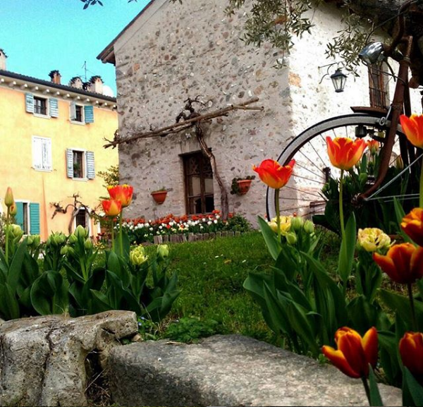 fotoTulipani